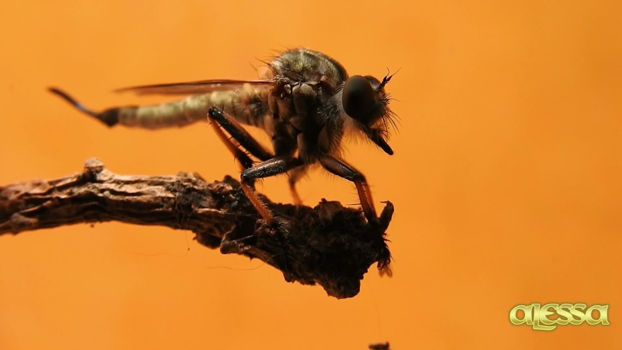 LA MOSCA ASESINA / MOSCA LADRONA