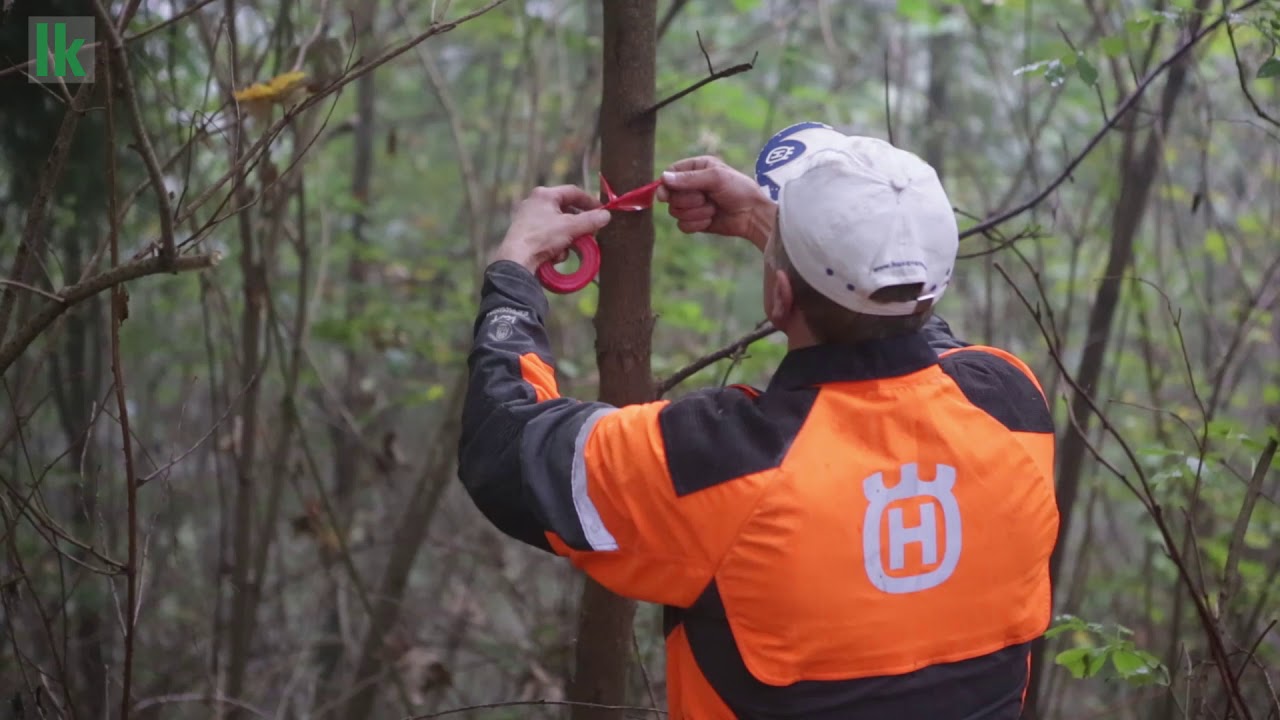 L&auml;uterung und Mischwaldpflege