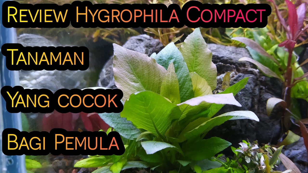 Review Tanaman Aquascape Bandel Untuk Pemula Bisa Tanpa Co 2 | Hygrophila Compact