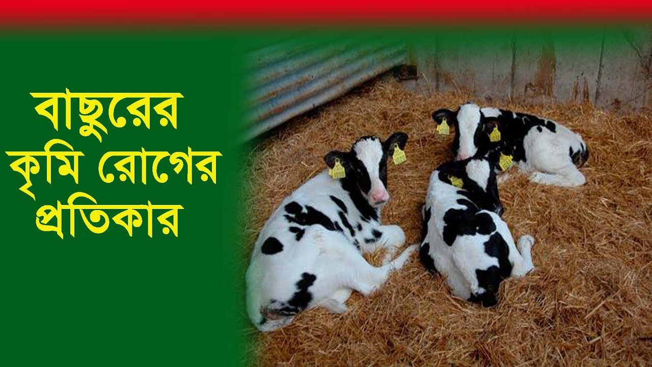 বাছুরের কৃমি রোগের লক্ষণ ও প্রতিকার | Dairy farm | Calf care | part-2