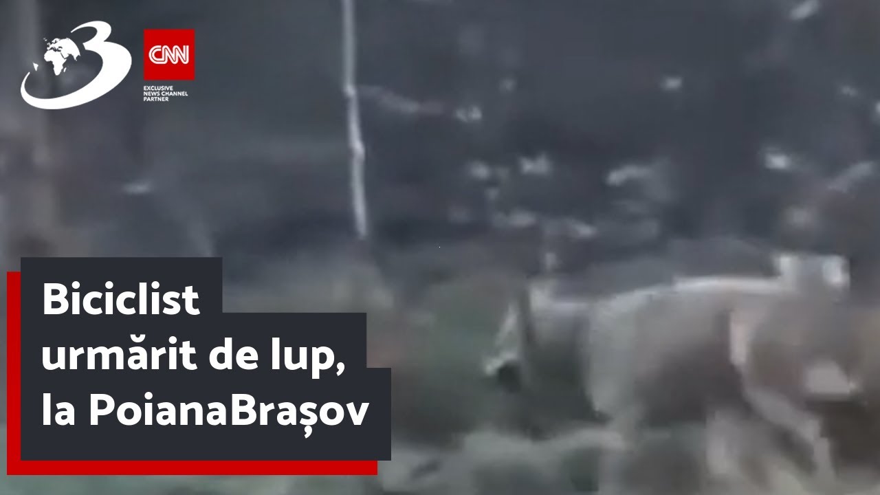 Biciclist urmărit de lup, la Poiana Brașov