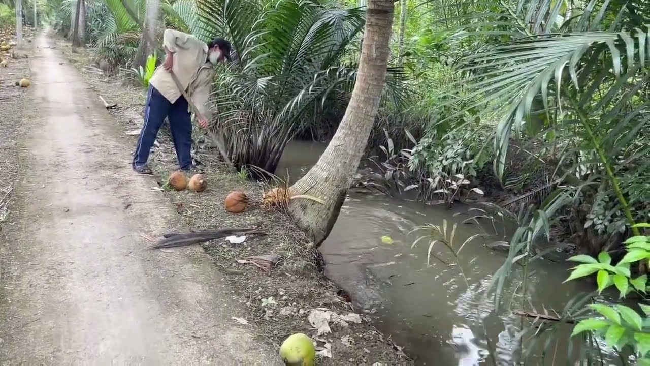 Thu hoạch dừa truyền thống tại Bến Tre