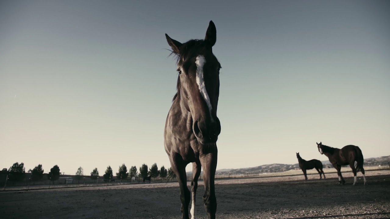 Every Horse Deserves a Home