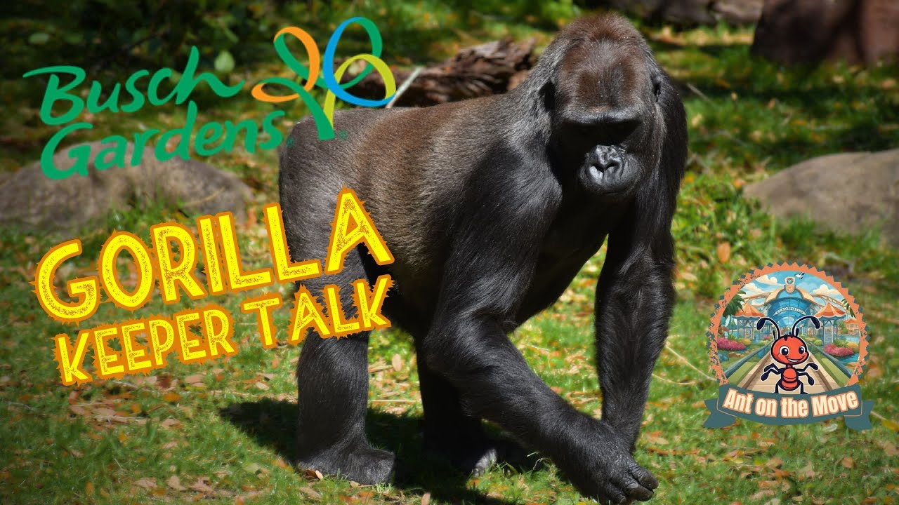 Busch Gardens Gorilla Keeper Talk 2024