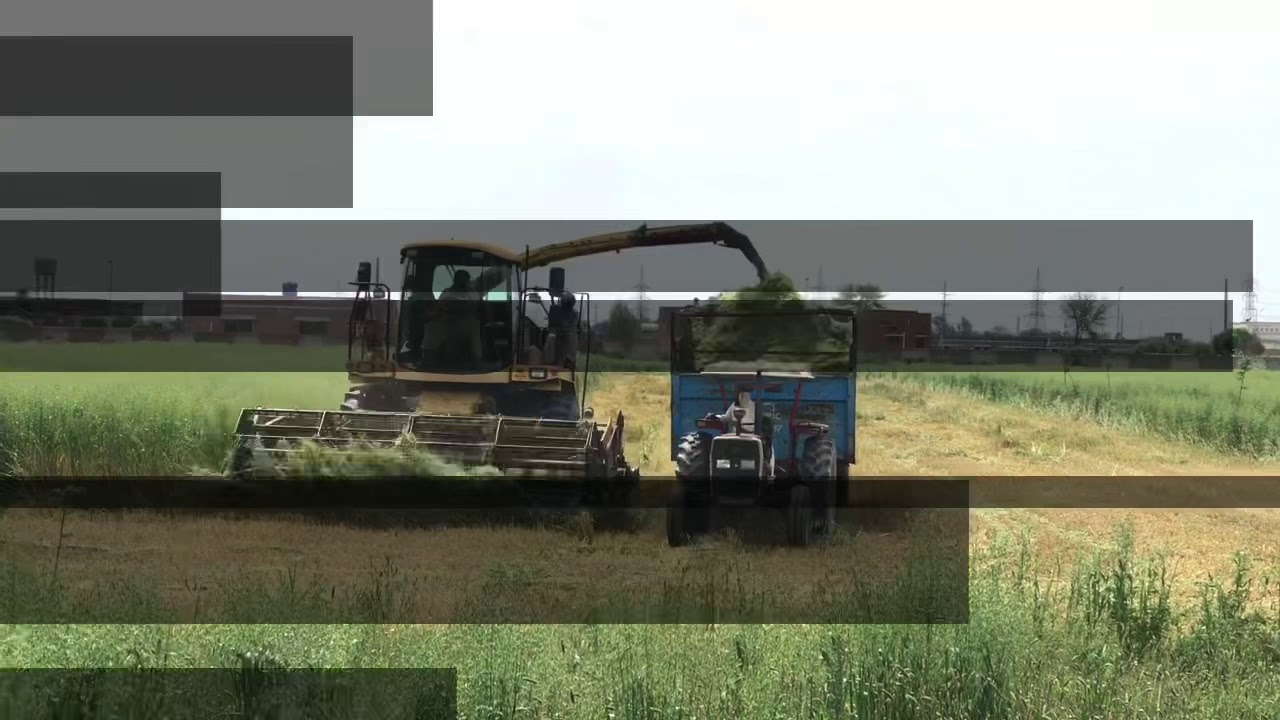 Oat silage in Pakistan by Agricomplex