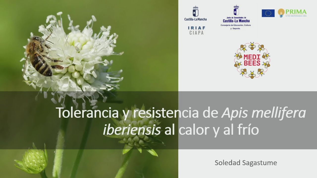 Tolerancia y resistencia de Apis mellifera iberiensis al calor y al frio