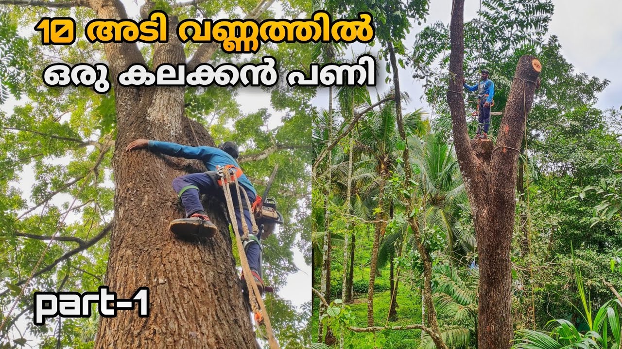 BIGGEST TREE IN NATTIKA TRISSUR😮!!! KERALA TREE CUTTING SKILLS | Part -1/2