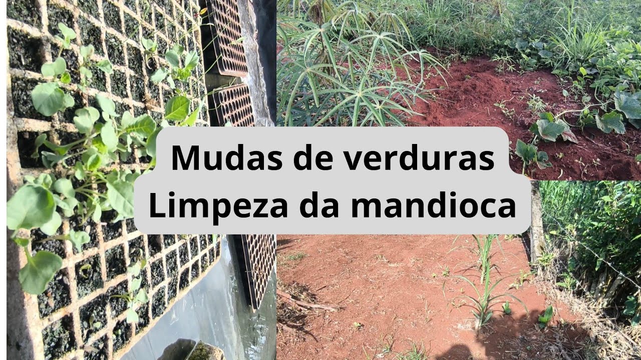 Fiz mudas de verduras, limpeza da mandioca e rotinas na roça 