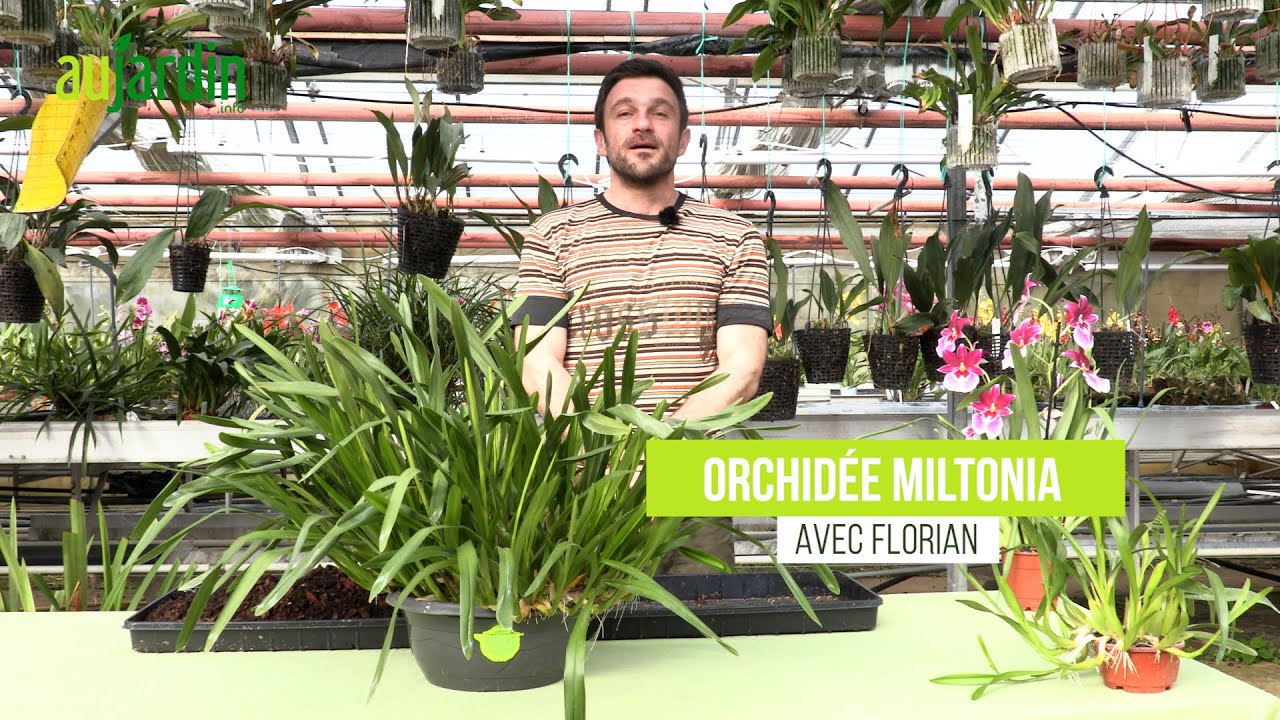 Le MILTONIA, une ORCHIDÉE aux FLEURS de ETOILÉES de CULTURE peu CULTIVÉE