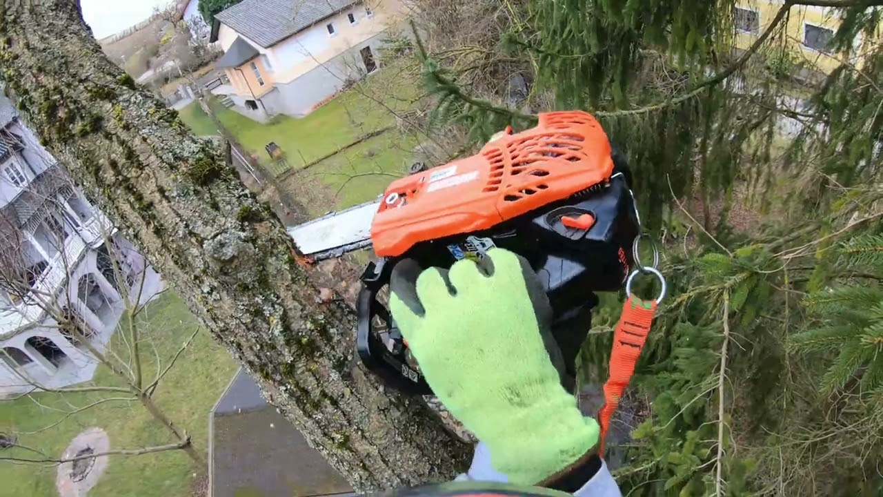 Weide schneiden Feb 2022 mit Abflug bei 11:58
