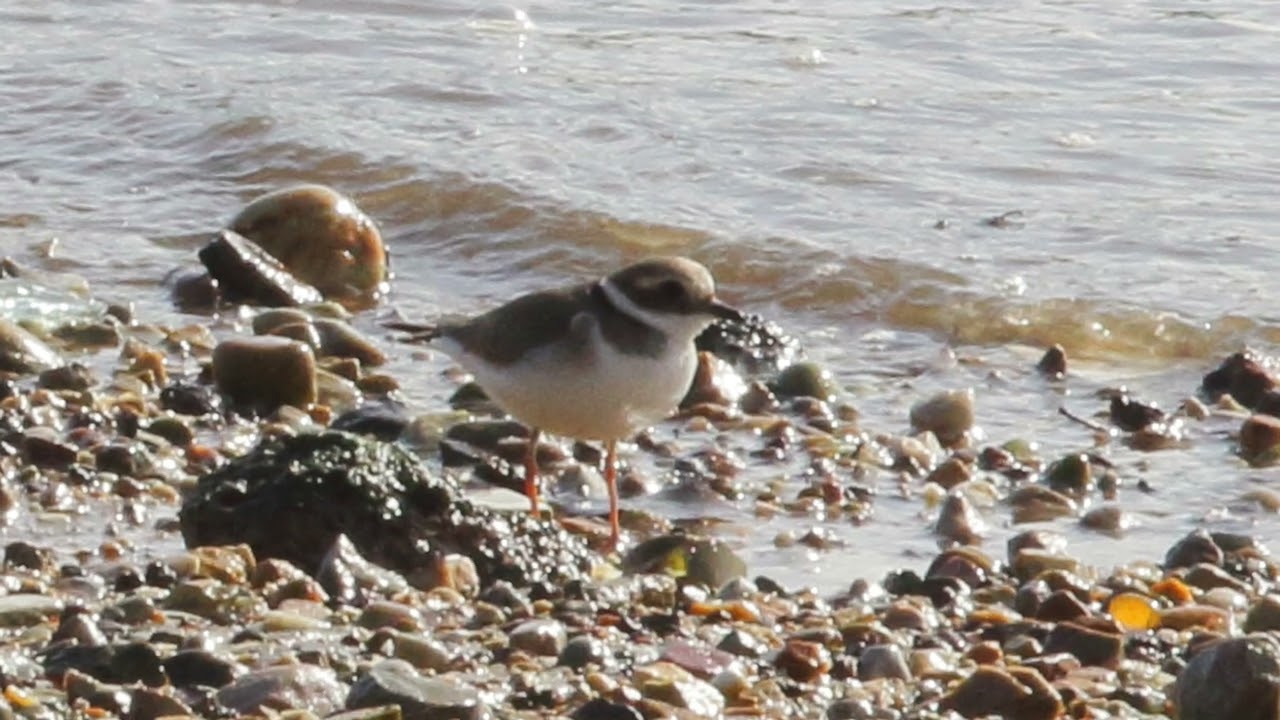 CHORLITEJO GRANDE / COMMON RINGED PLOVER,  EN LA RÍA DE AVILÉS,  FEB  2026.