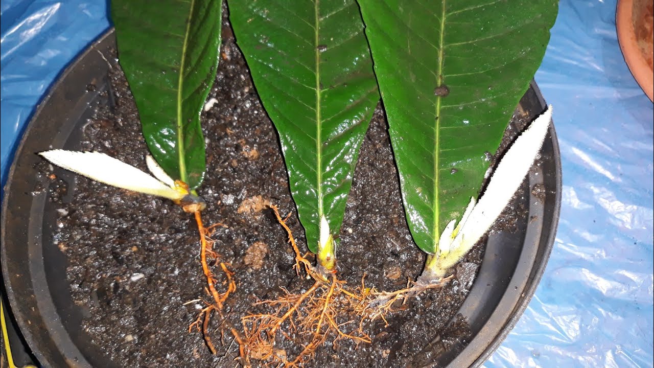 SAIBA COMO COLHER FOLHA DE NESPEREIRA PARA ESTACA!!!!