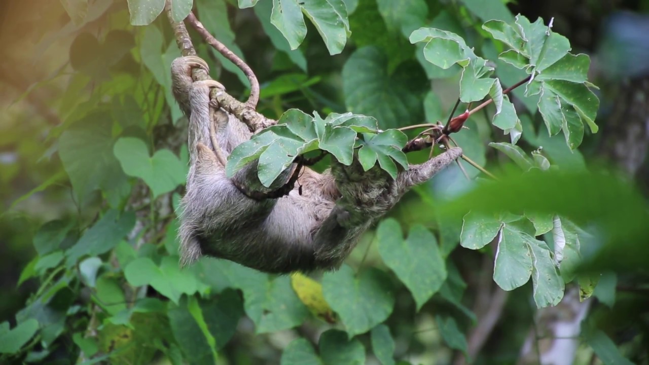Sloth with baby