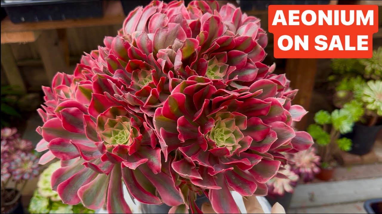 12/30/25 HAPPY HOLIDAYS SUCCULENTS ON SALE | Lele: 408 883 5495