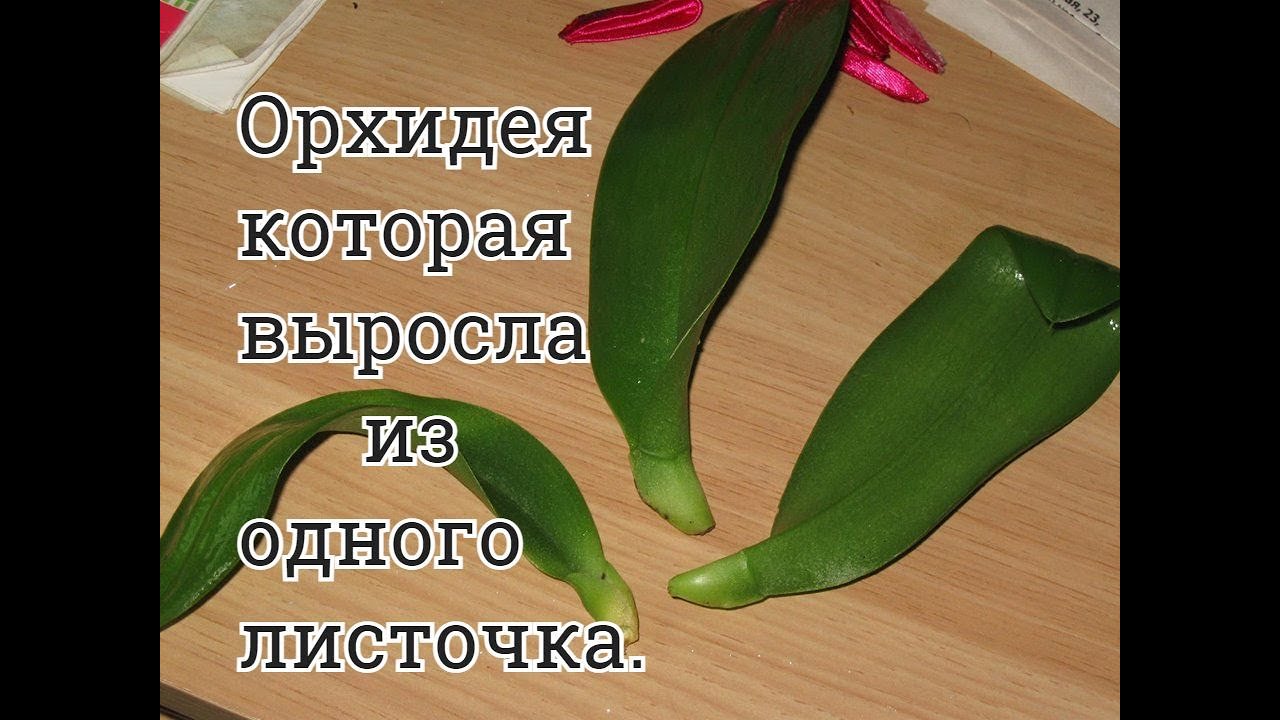 реанимашка которая выросла из одного листочка.