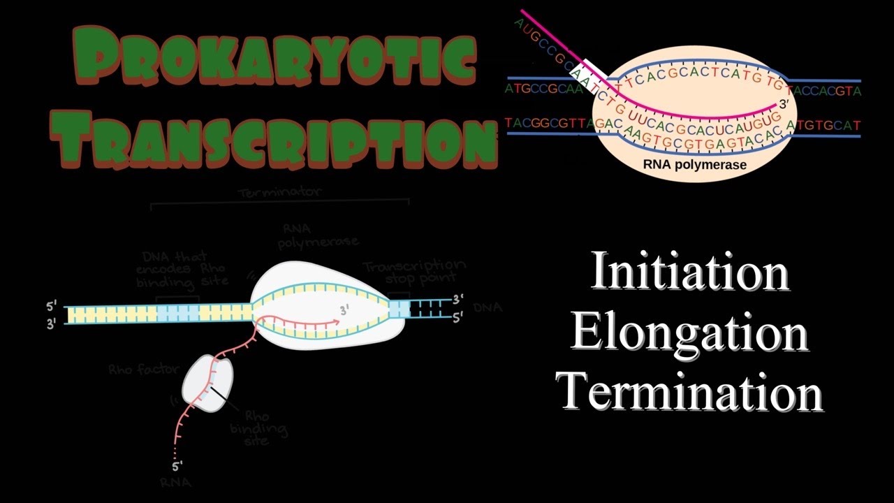 Prokaryotic Transcription 