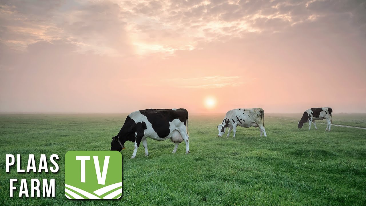 Melk SA se bedryfsinligtingsprojek