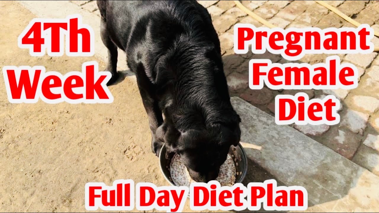 4th week pregnant female diet || morning , Afternoon , evening diet || full day diet plan #dog #love