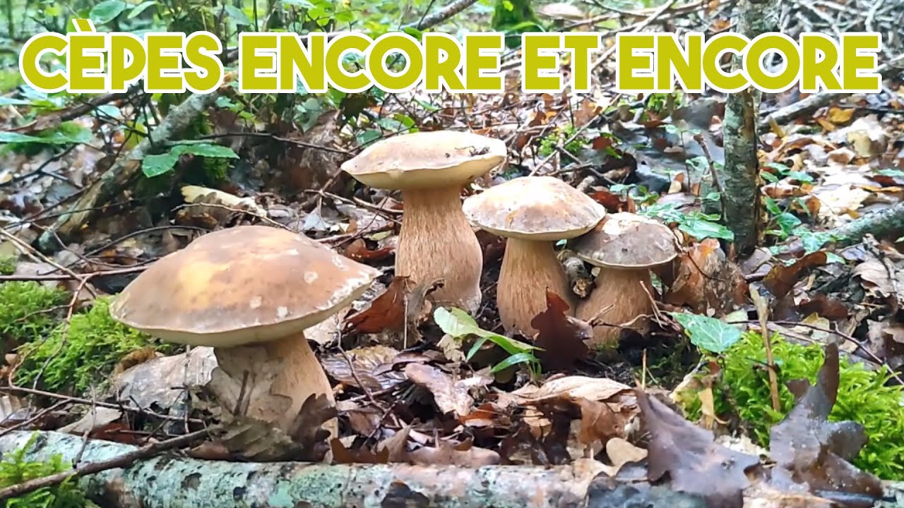 Cèpes encore et encore