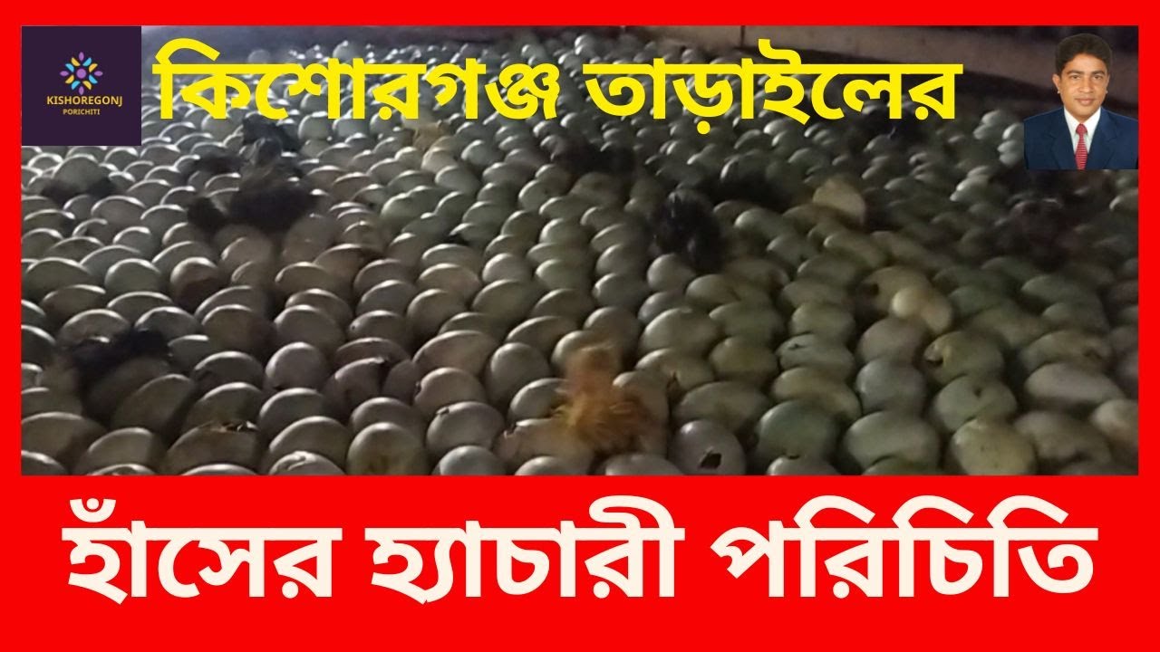 হাঁসের হ্যাচারী পরিচিতি তাড়াইল কিশোরগঞ্জ Duck Hatchery Introduction Tarail Kishoreganj