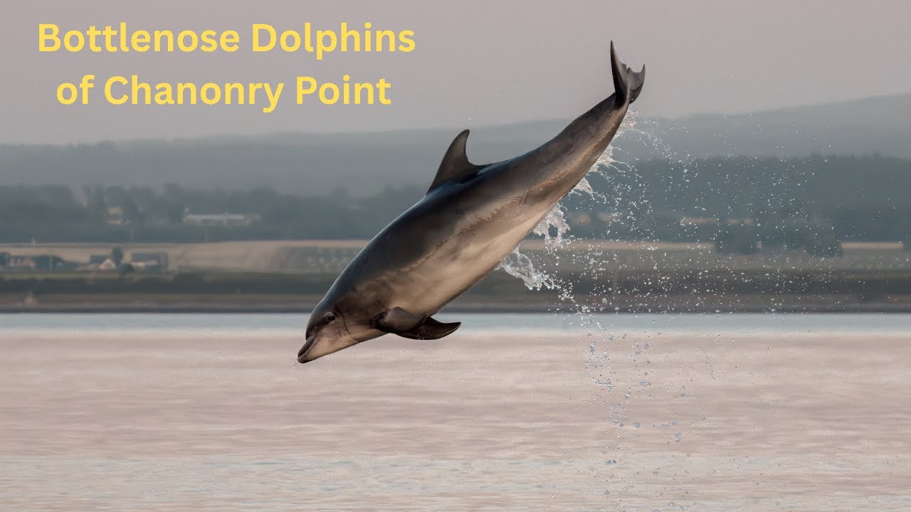The Moray Firth Bottlenose Dolphins at Chanonry Point