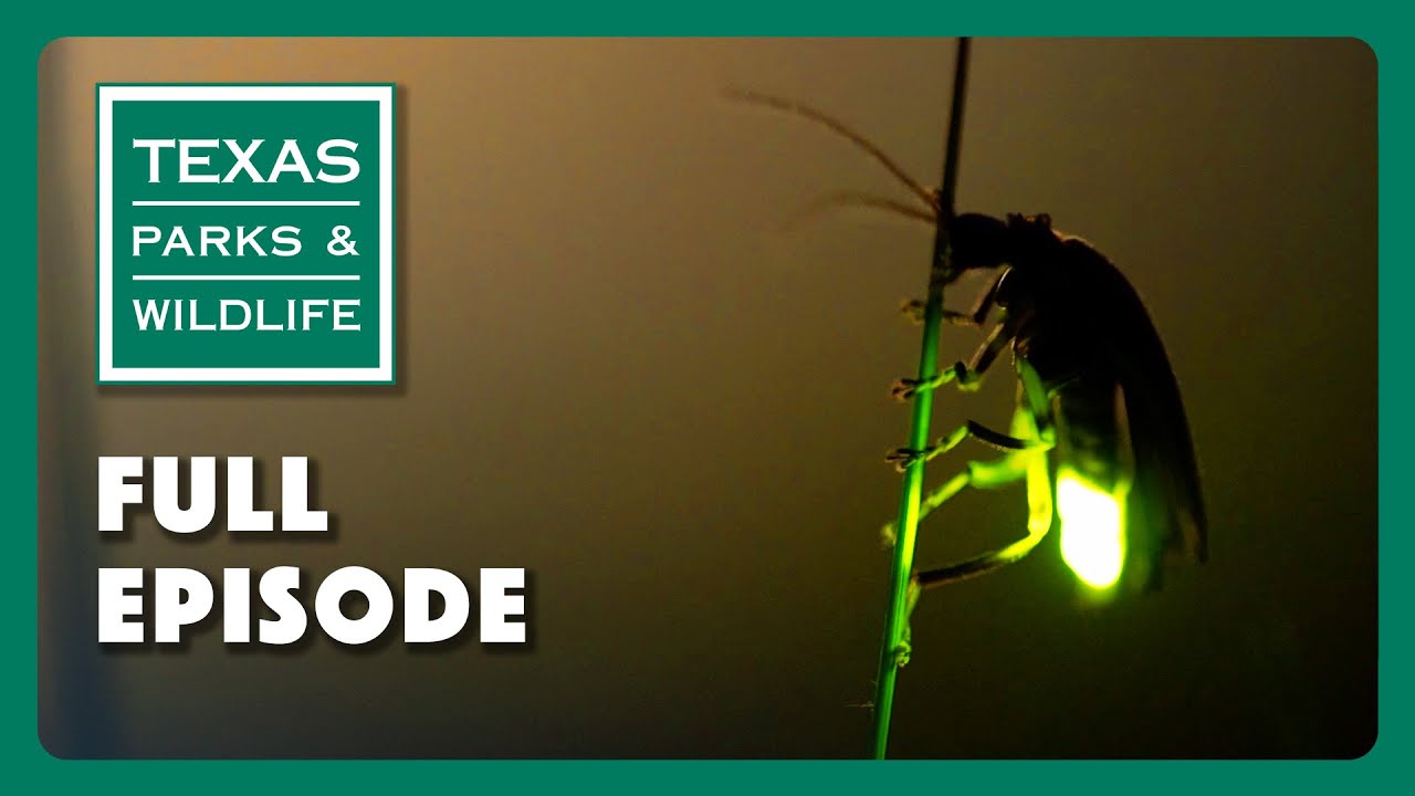 Fireflies, RC Planes, West Texas Stewards | Texas Parks & Wildlife Series (Full Episode)