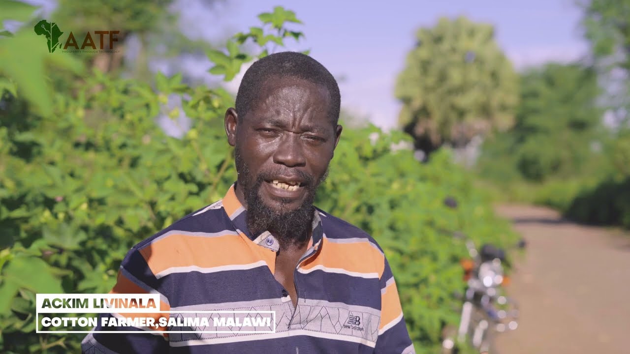 Malawi’s Bt cotton fuels farmer prosperity: Farmer ACKIM LIVINALA