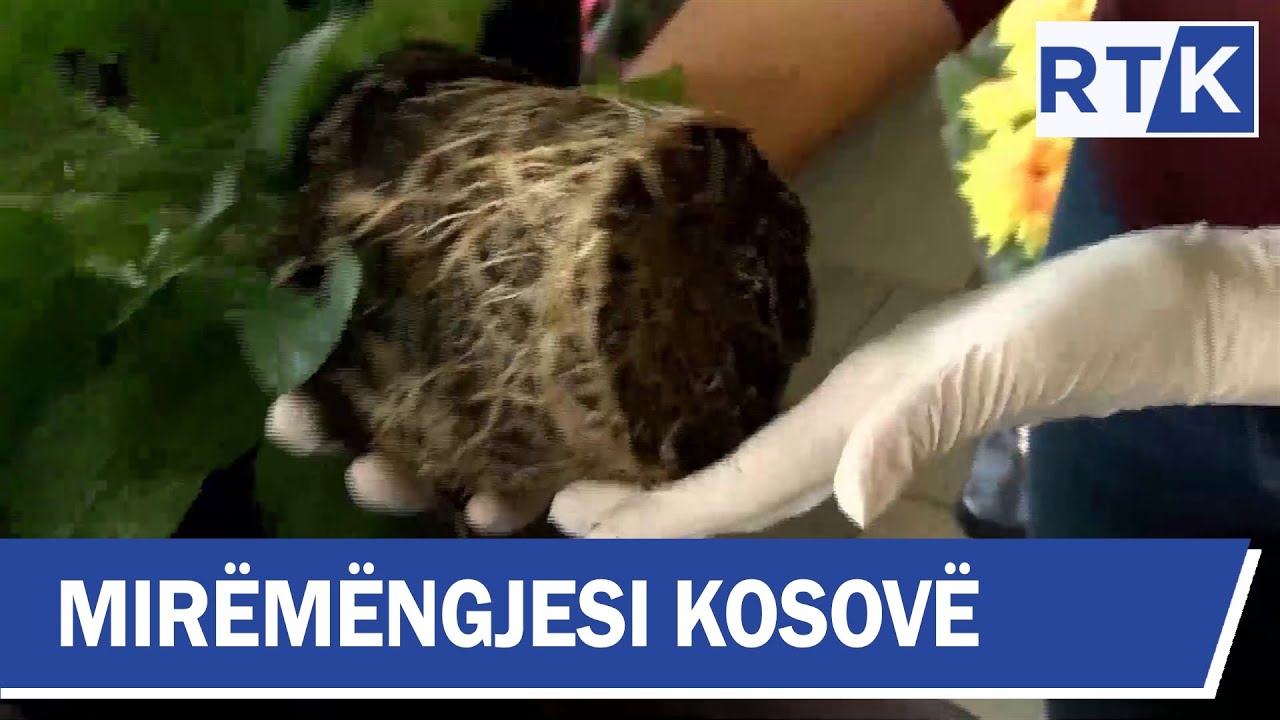Mirëmëngjesi Kosovë - Kronikë - Kujdesi ndaj luleve  25.05.2019