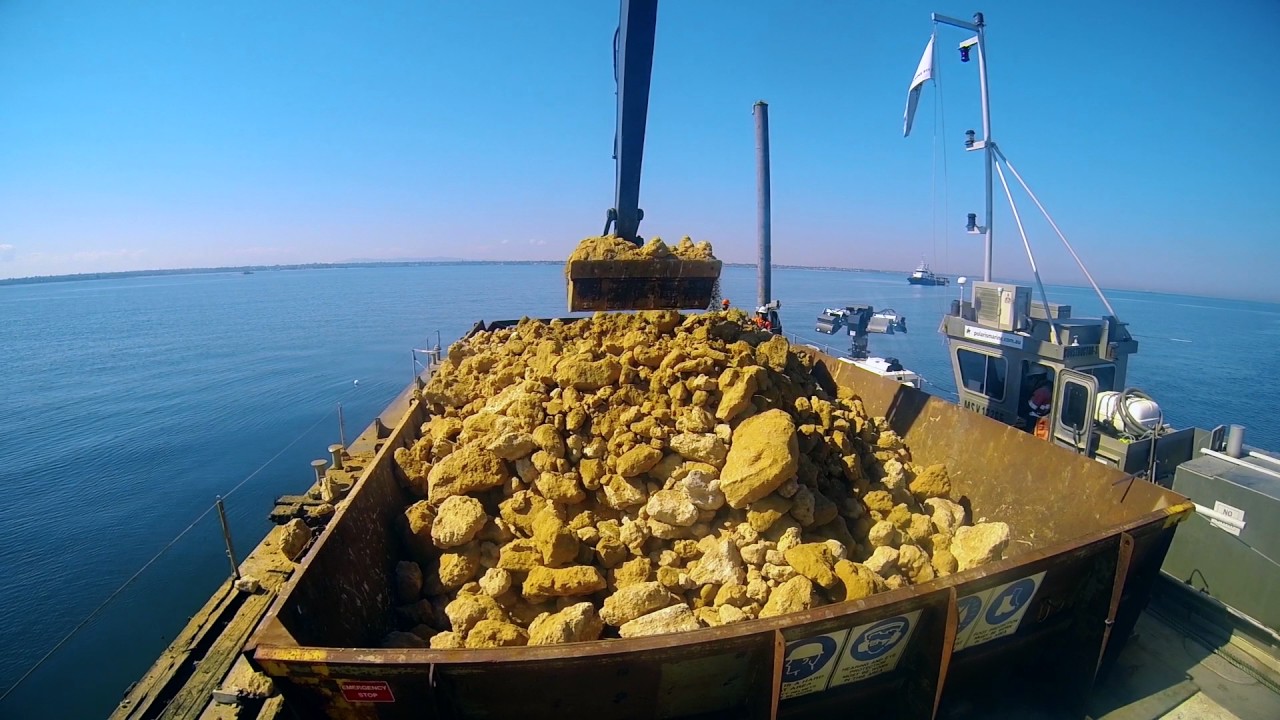 Restoring the lost shellfish reefs of Port Philip Bay