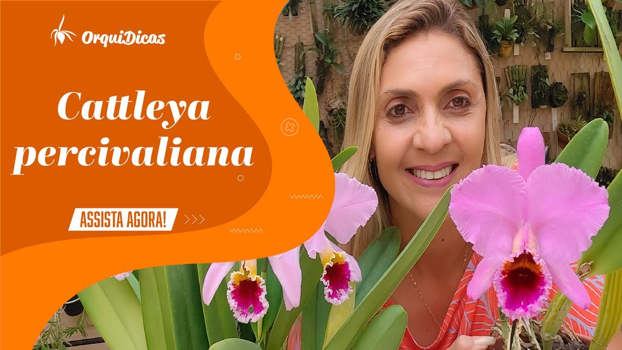 Cattleya percivaliana - Cheiro ruim?! - Floração e Cultivo!