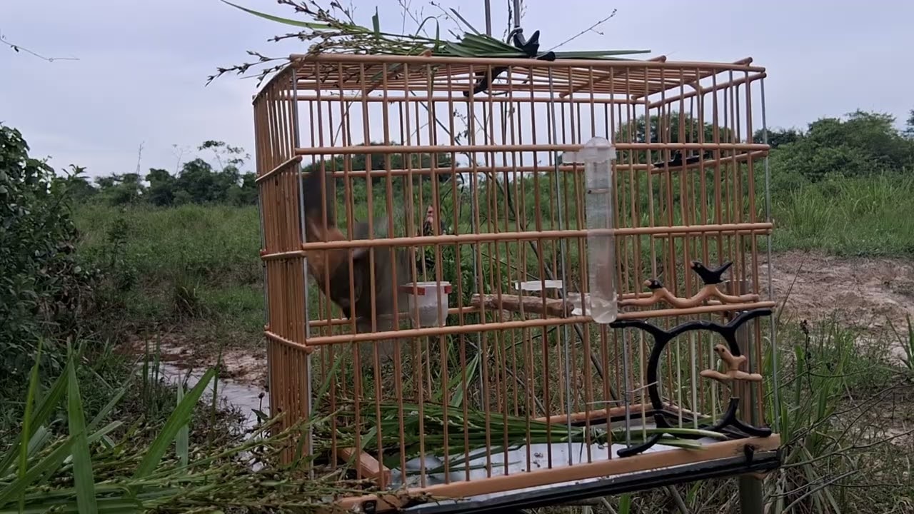 PARDO CAPTURA UMA LARGADA ESPETACULAR 