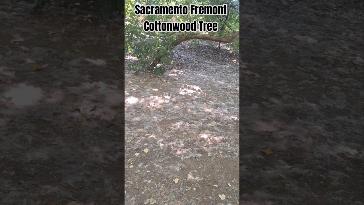 Discover the Majestic Fremont Cottonwood in Sacramento! 🌳✨