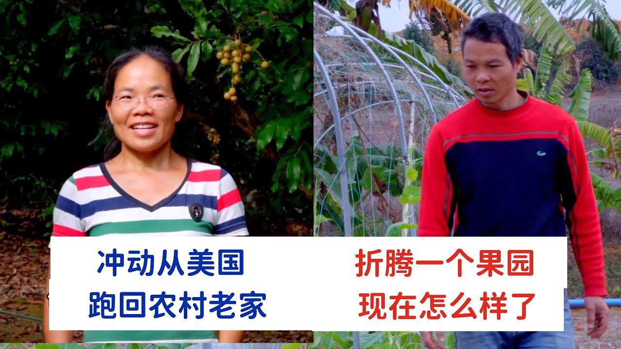 半途而废了吗？兔妈从美国跑回农村老家，折腾的果园，现在怎么样了