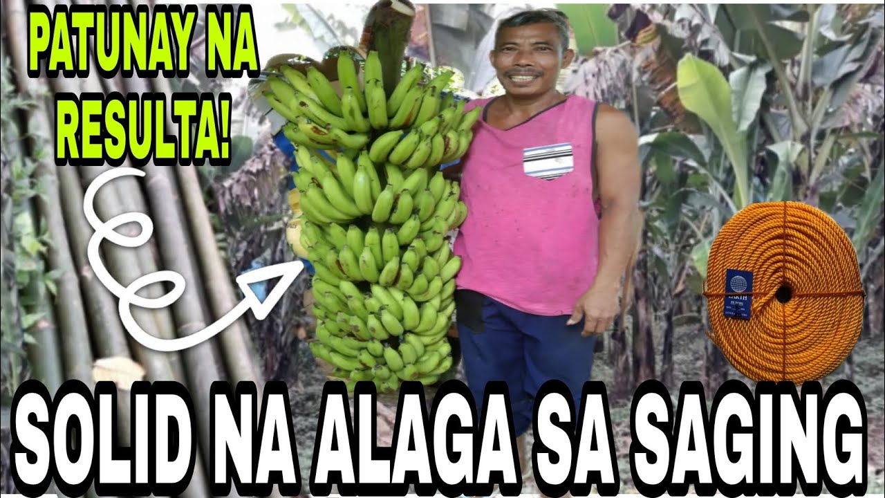 PROTEKSYON NG SAGING SA TAG ULAN | BANANA FARMING | TRES PLANTERS