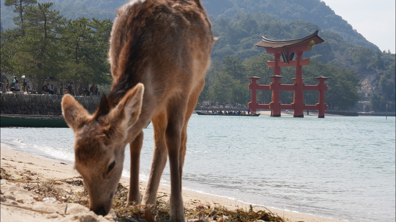 Wyspa Itsukushima (Miyajima) - gigantyczna brama torii w wodzie i wszędobylskie jelonki