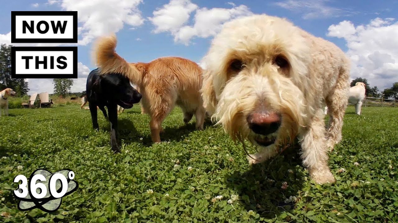 Lucky Puppy Doggy Daycare | Unframed by Gear 360 | NowThis