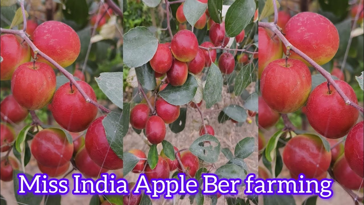 Miss India Apple Ber Plant Available 