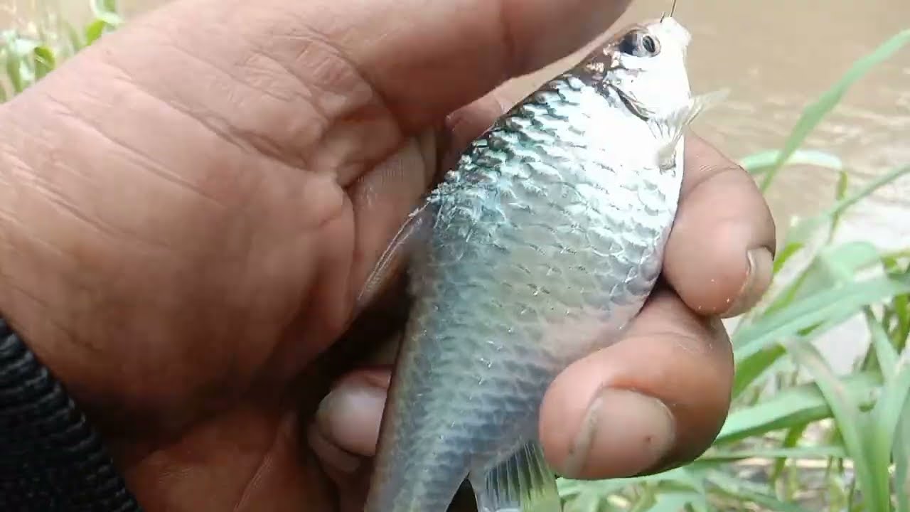 BIKIN TEGANG !! TARIKAN IKAN INI BIKIN DEG DEGAN!!PARAH 
