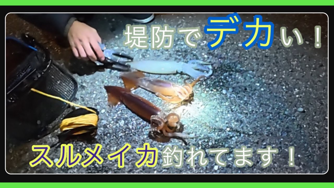 2025.11.07岩手県堤防イカ調査行ったら！デカいスルメイカ釣れたの巻！