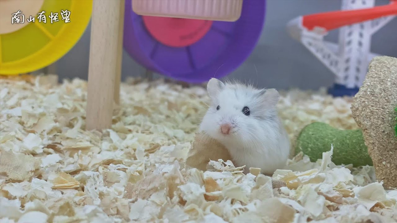 新笼的日常 (Roborovski Hamster)