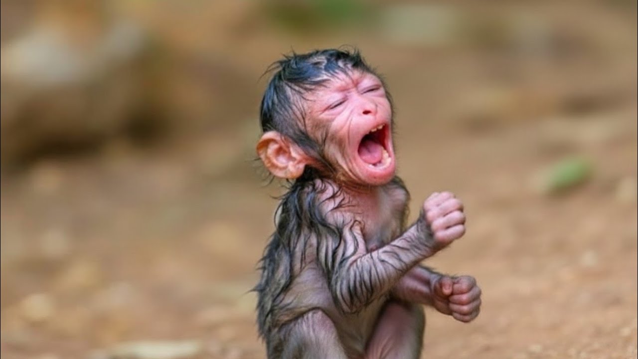 Amazing Wild Monkeys and Their Beautiful Life in Nature