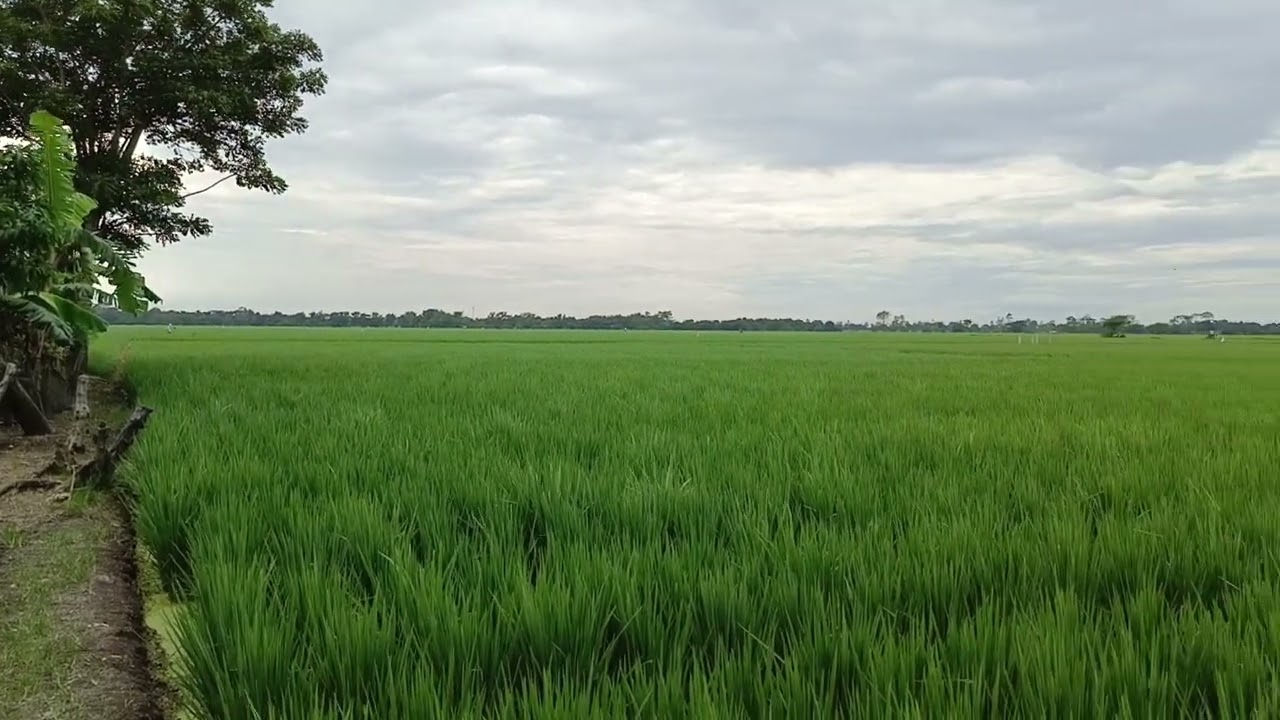 Pertanian adalah yang paling mulia dari semua alkimia; karena ia mengubah tanah, 