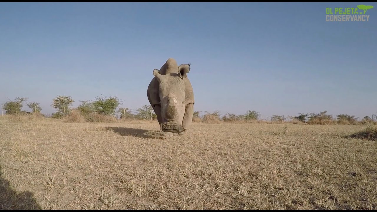 Rhino conservation at Ol Pejeta Conservancy, 2023