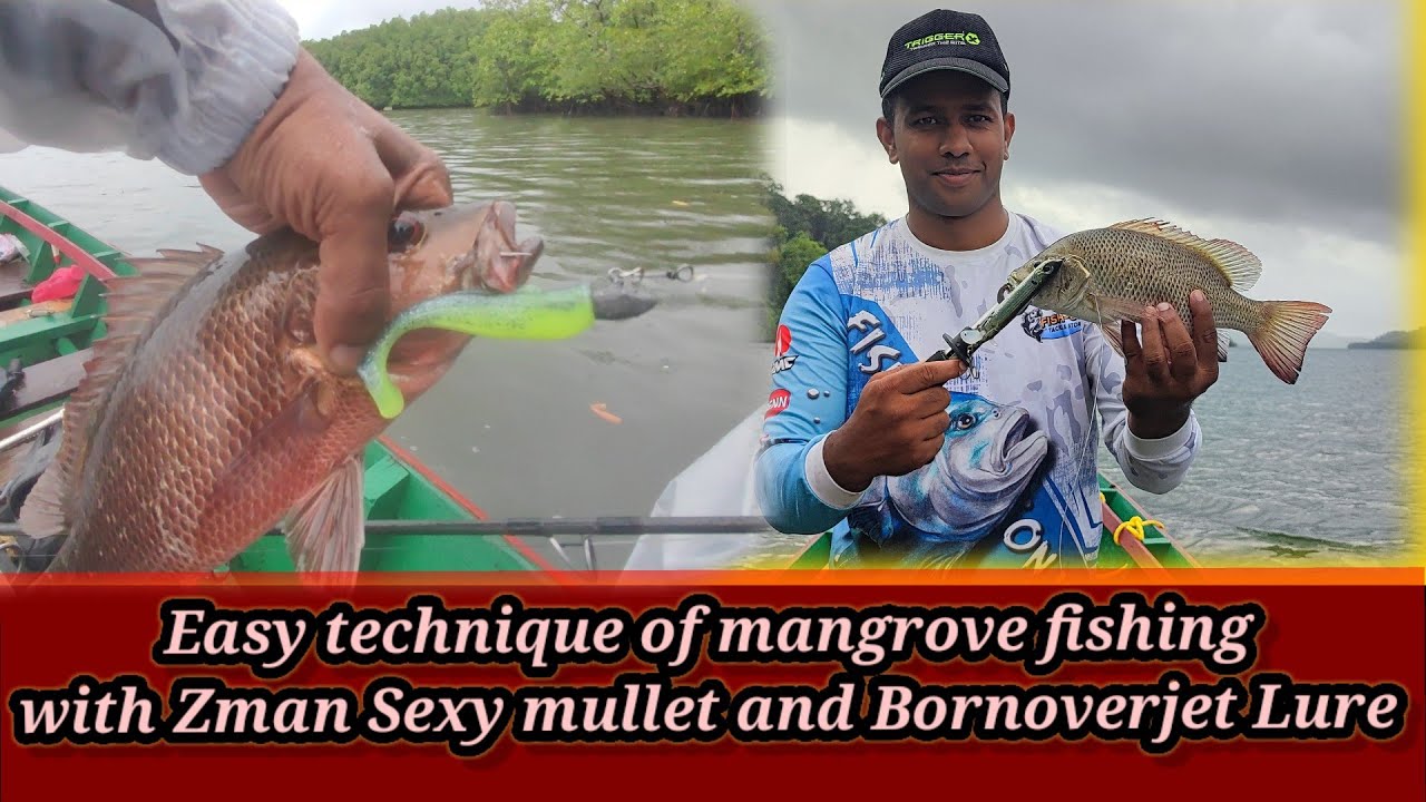 Easy technique for catching Mangrove Jack & Grouper in mangroves with Zman Sexy mullet & Bornoverjet