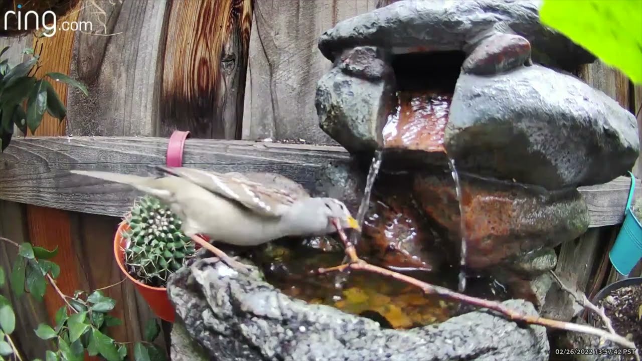 Hummingbirds, Perches, and Flowing Water