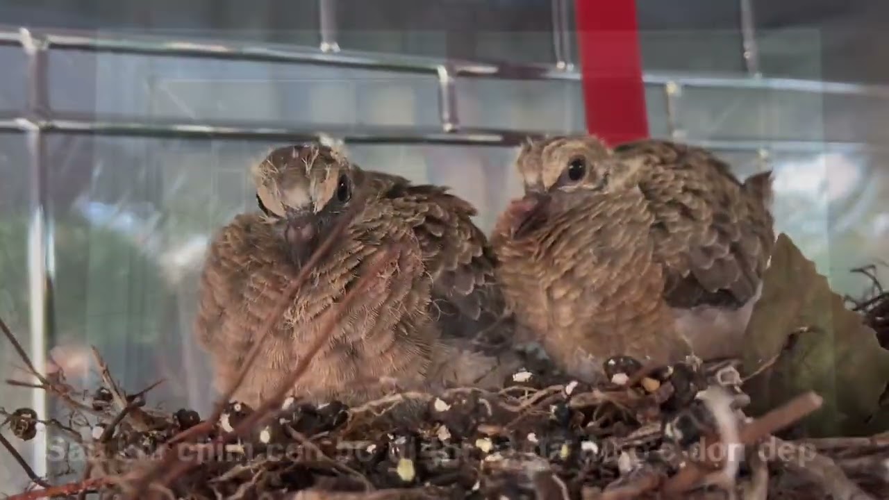 Cau Chuyen That cua Mot Gia Dinh Chim Cu