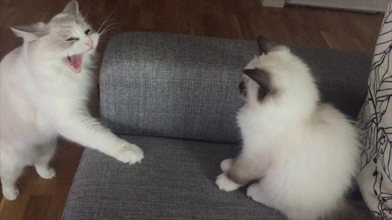 Introducing a new kitten - Lexus first days!