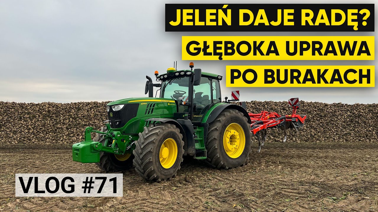 Jeleń daje radę? Głęboka uprawa po burakach - Kuhn Cultimer i JD 6215R | VLOG #71