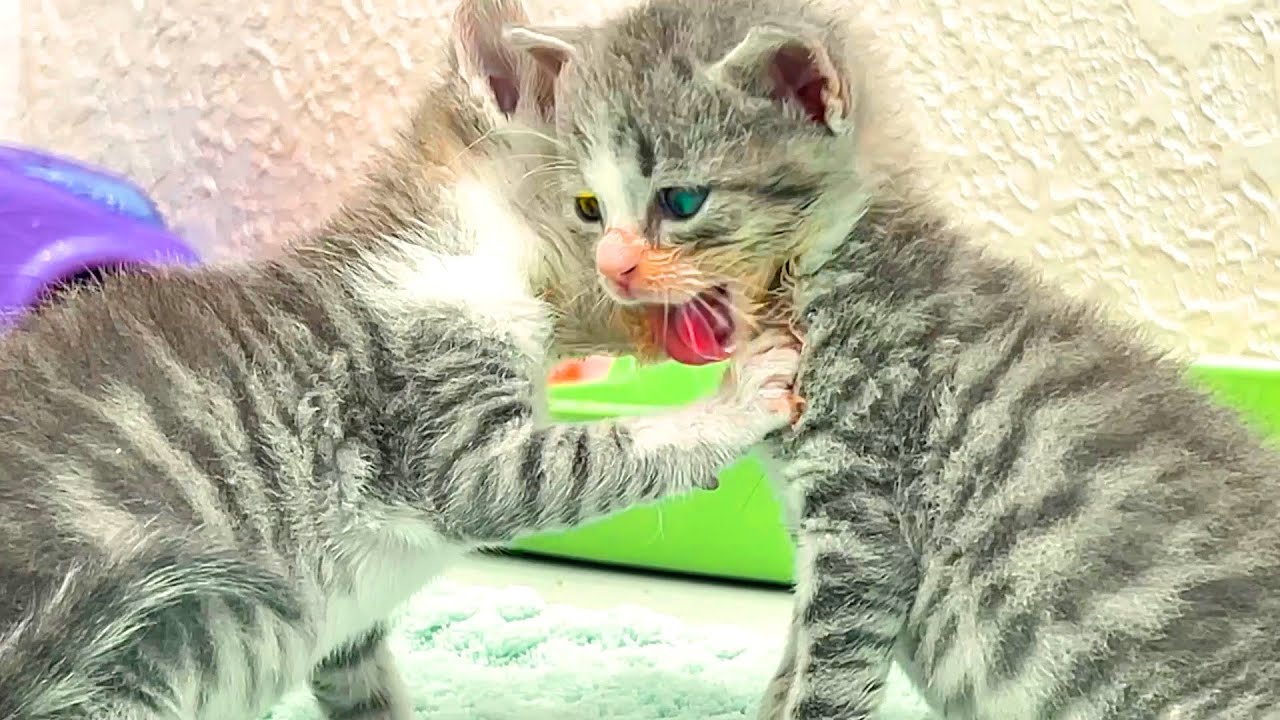 Котята покушали, облизали лапки и спокойно уснули