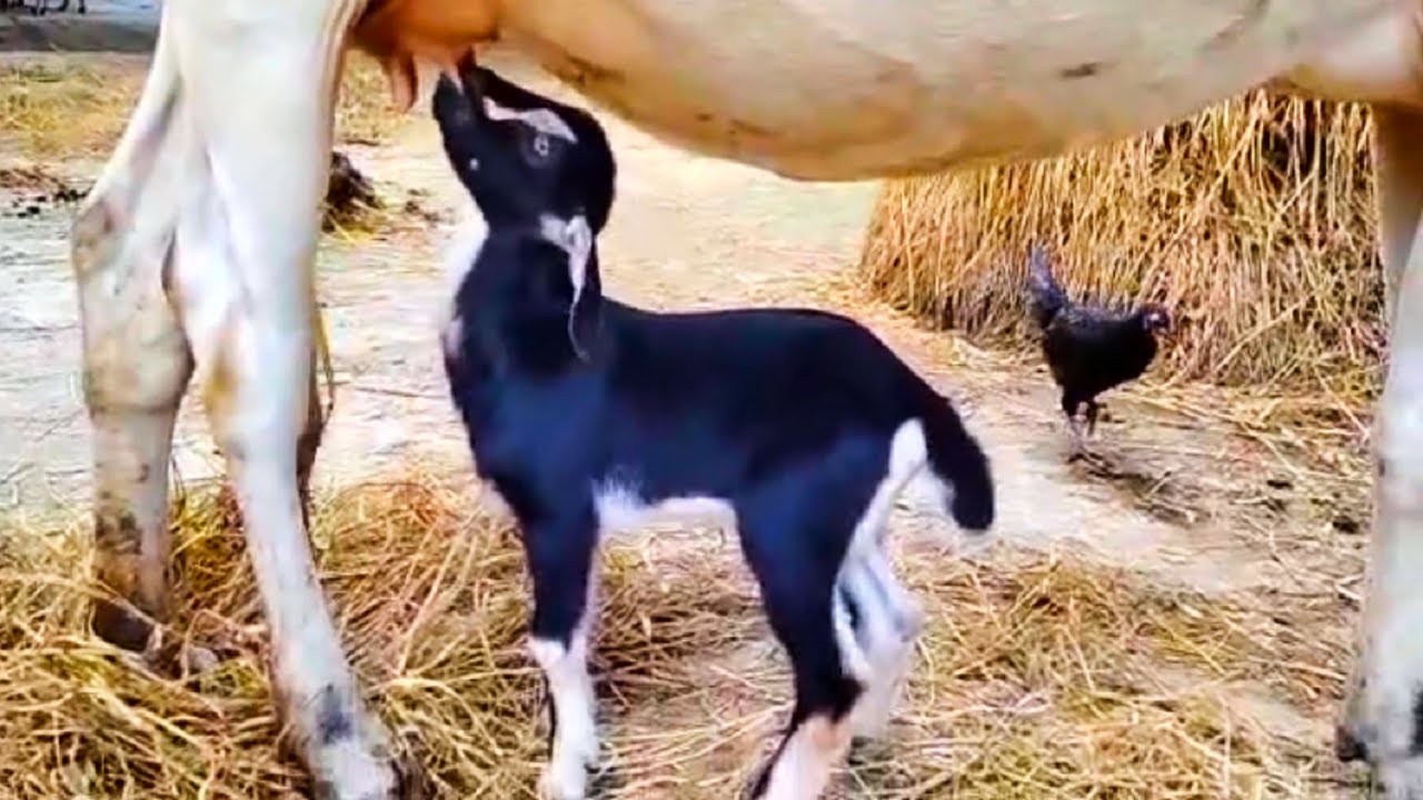 Amazing Cow And Goat Love Moment. Excellent Cow Milk Drinking For Baby Goat